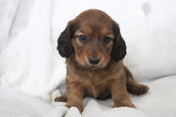 Dachshund (F) 5159 Image #2