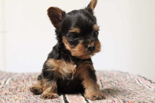 Yorkshire Terrier (M) 5213 Image #2