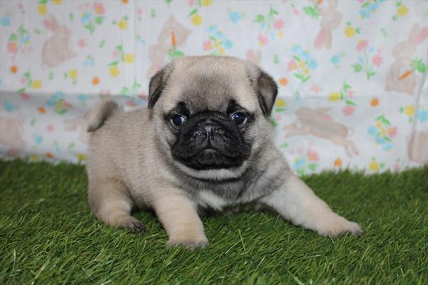 Pug (M) 5157 Image #2