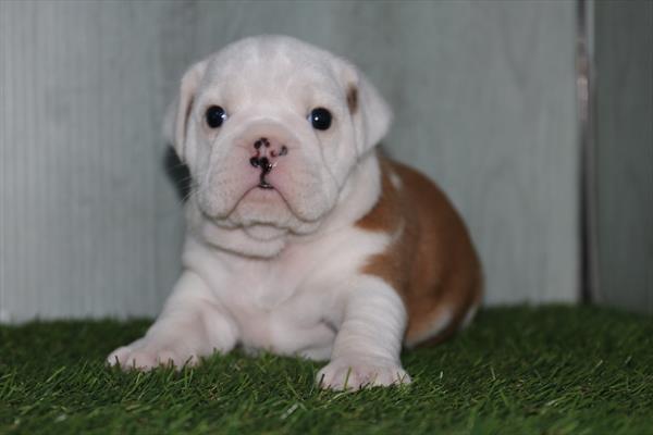 Mini Bullies (M) 5142 Image #2