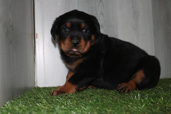 Rottweiler (M) 5141 Image #2