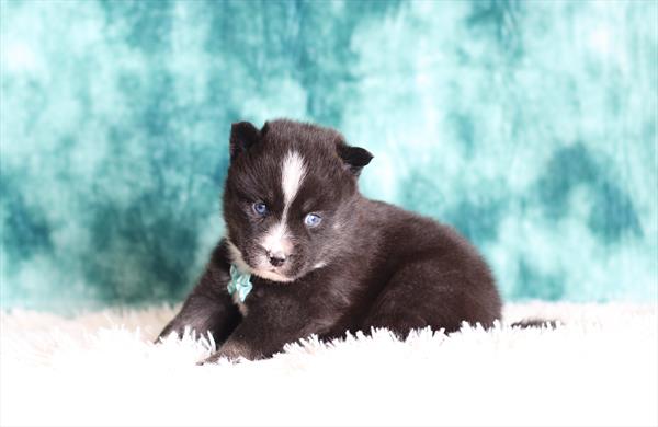 Pomsky (M) 5161 Image #2
