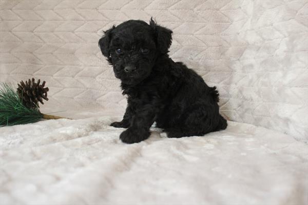 Poodle (M) 1826 Image #2