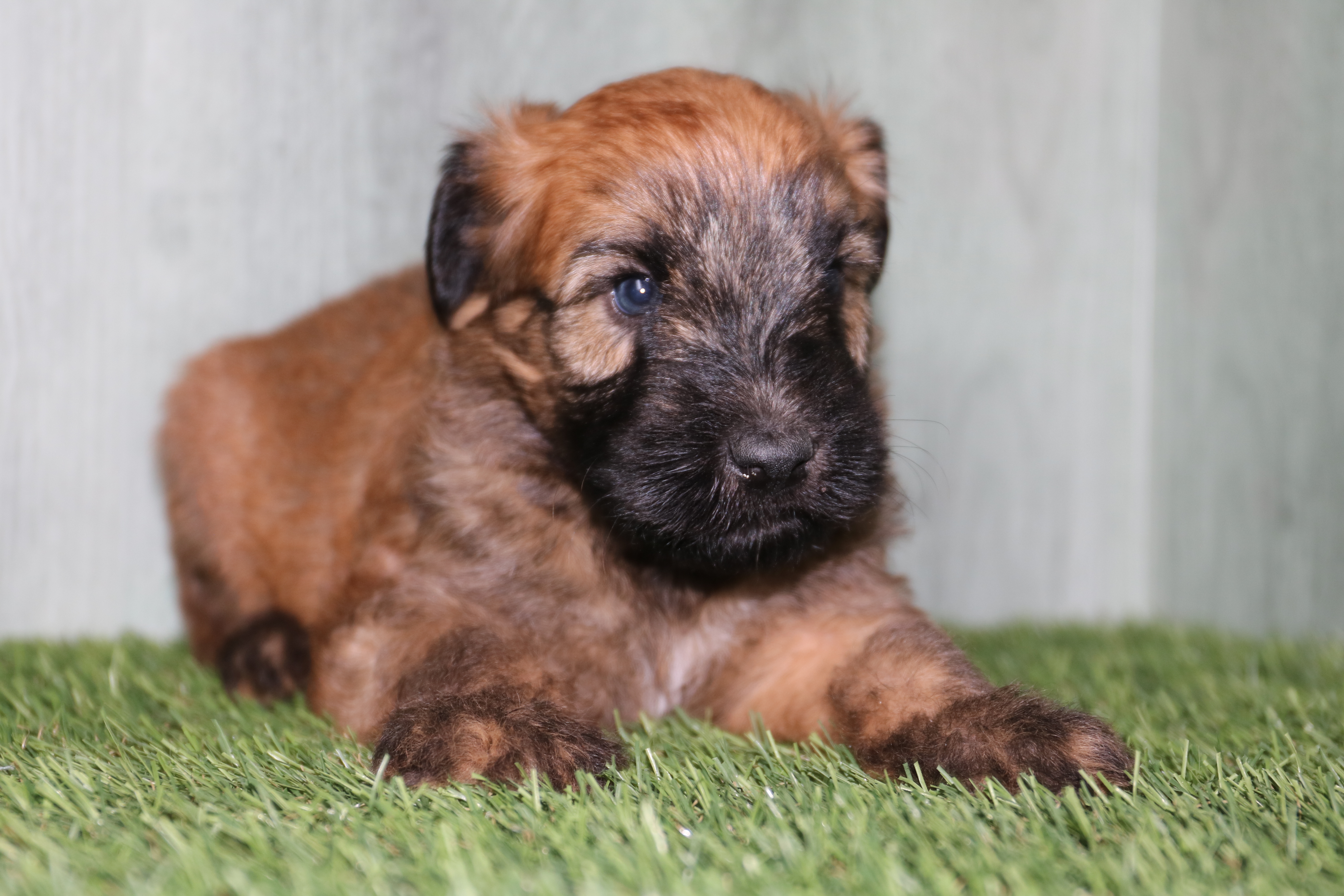 Soft Coated Wheaten Terrier - 5176 Image #1