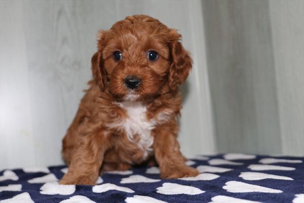Cavapoo (F) 5144 Image #2