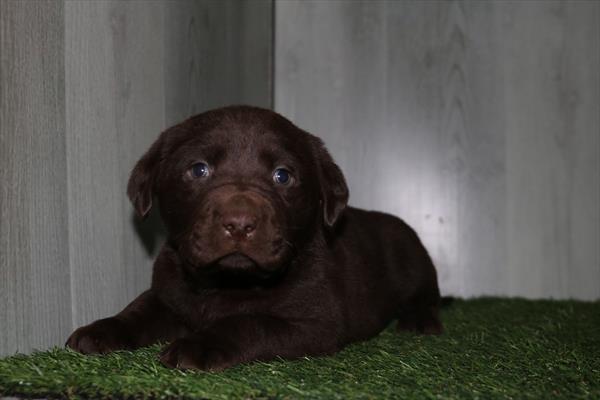 Labrador Retriever - 5160 Image #1