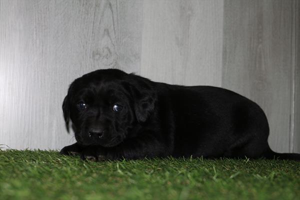 Labrador Retriever - 5172 Image #1