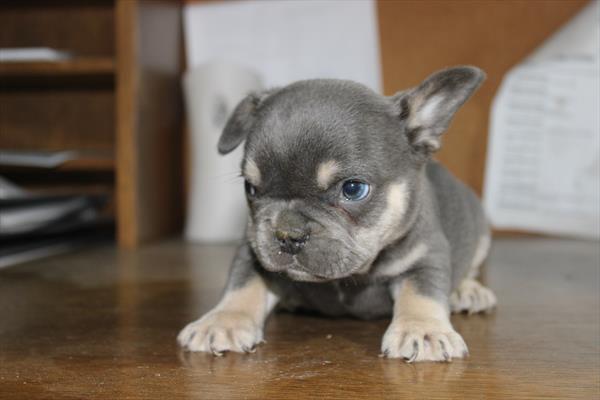 French Bulldog - 5194 Image #1