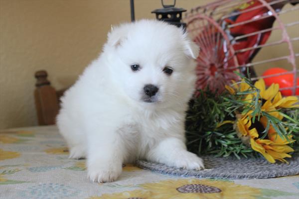 American Eskimo Dog (M) 5168 Image #2