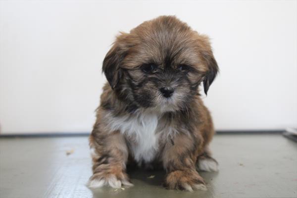 Lhasa Apso (M) 1819 Image #2
