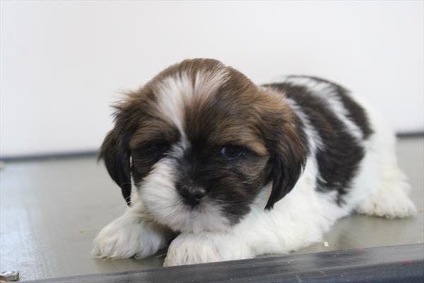 Lhasa Apso (M) 5153 Image #2