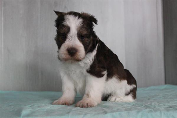 Miniature Schnauzer - 5166 Image #1