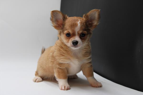 Chihuahua (M) 1814 Image #1