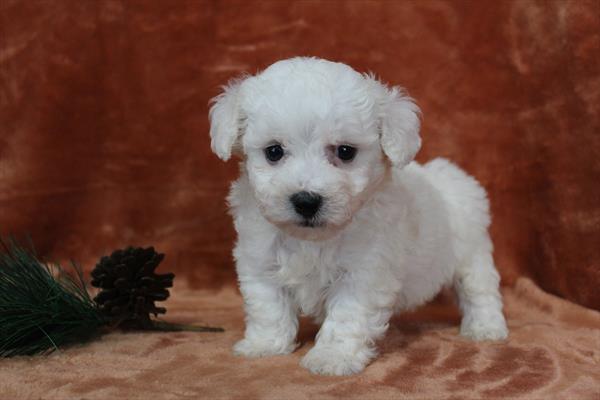 Bichon Frise (M) 5149 Image #2
