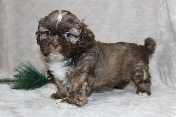 Shih Tzu (M) 5148 Image #2