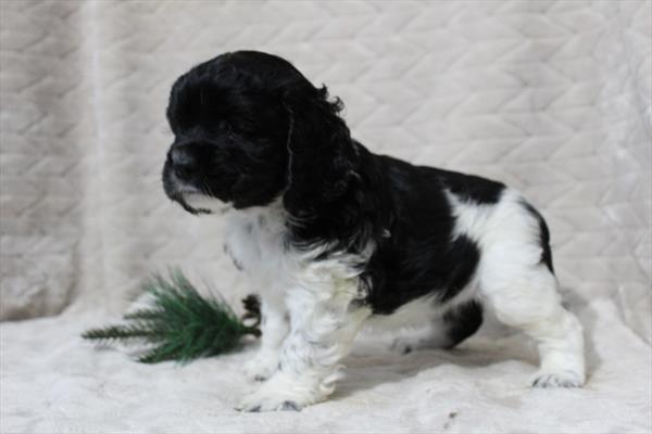Cocker Spaniel (F) 1825 Image #2