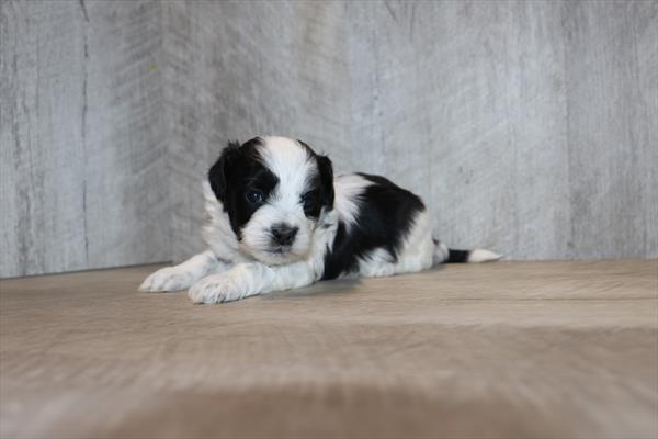 Shihpoo (M) 1838 Image #2