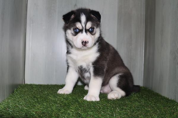 Siberian Husky (F) 1842 Image #2