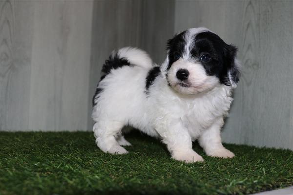 Poochon - 5164 Image #1