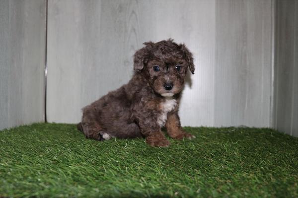 Poochon (M) 5165 Image #2