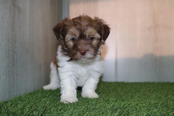 Havanese (F) 1828 Image #1
