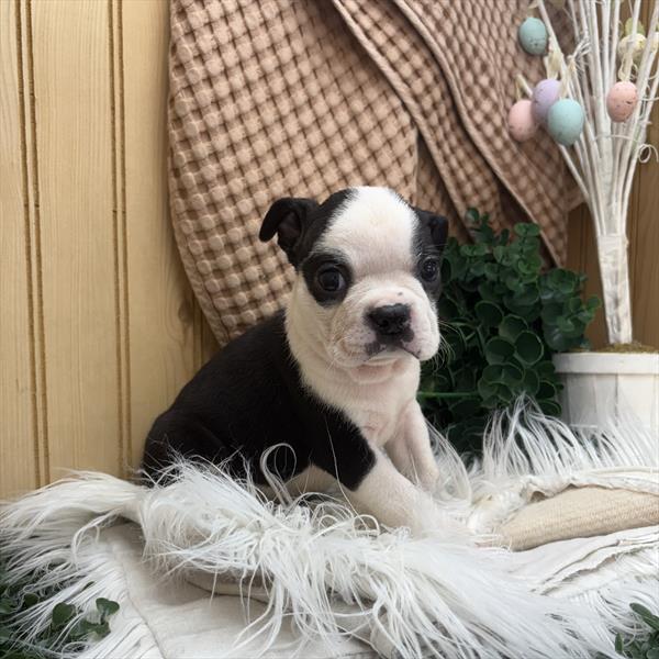 Boston Terrier (M) 1813 Image #2