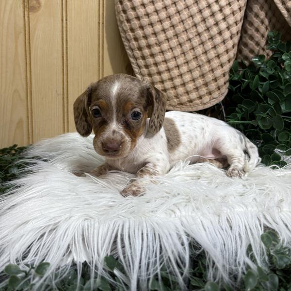 Dachshund (M) 1817 Image #2