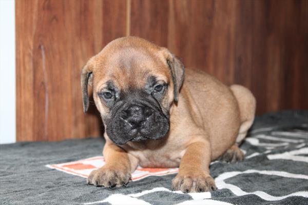Bullmastiff (F) 5150 Image #2