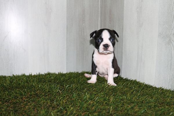 Boston Terrier (F) 5183 Image #2