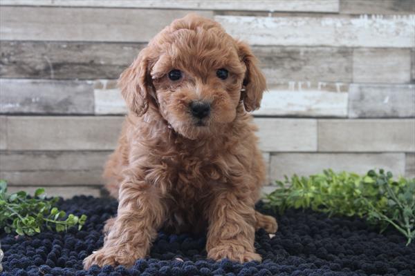 Poodle Mini (F) 5156 Image #2
