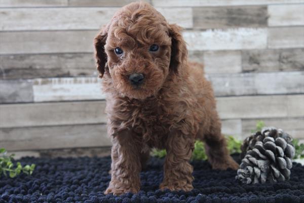 Poodle Mini (M-N) 1821 Image #2