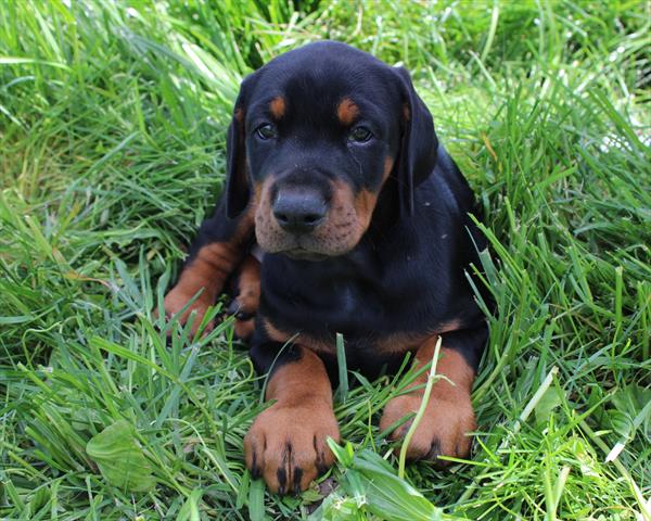 Doberman Pinscher (F) 1844 Image #2
