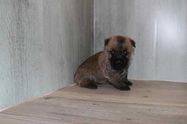 Cairn Terrier (M) 1837 Image #2