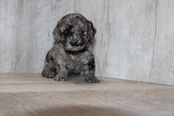 Poodle Mini (M) 5202 Image #2