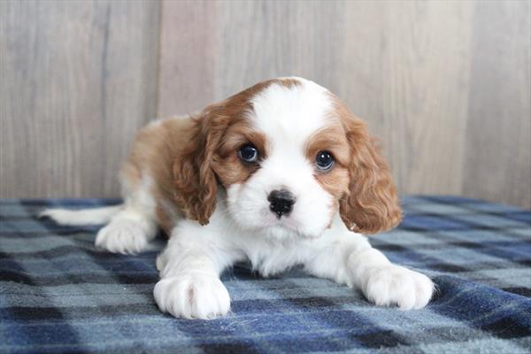 Cavalier King Charles Spaniel (M-N) 5188 Image #2