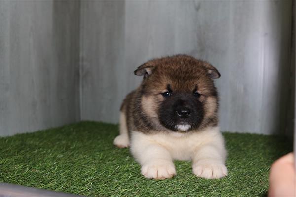 Akita (F) 5198 Image #2
