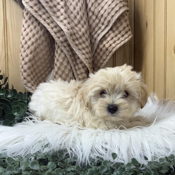 Maltipoo (M-N) 5154 Image #2