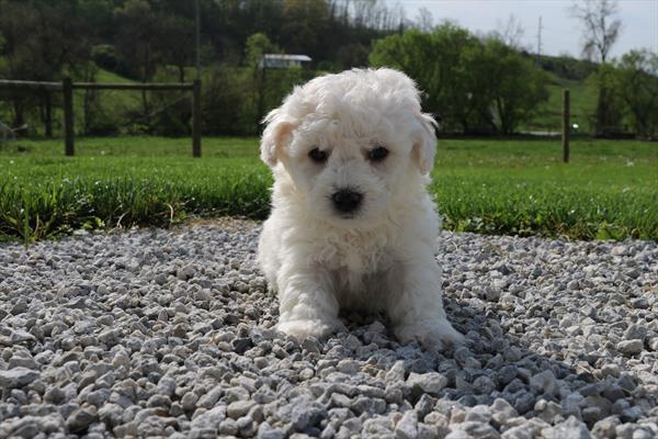 Bichon Frise (M) 5200 Image #2