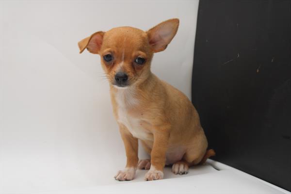 Chihuahua (M) 1815 Image #1