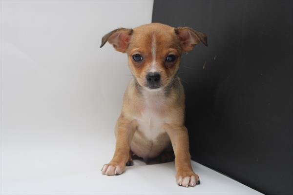 Chihuahua (M) 5151 Image #2