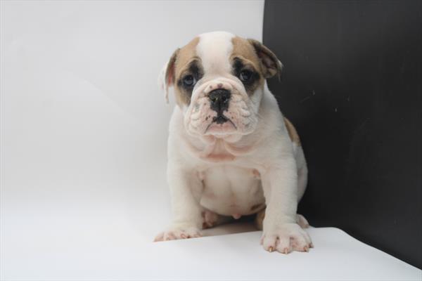 English Bulldog  (F) 1818 Image #2