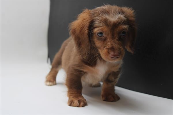 Dachshund (M) 1816 Image #2