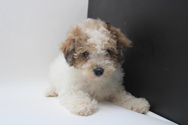 Poodle Mini (M) 1820 Image #2