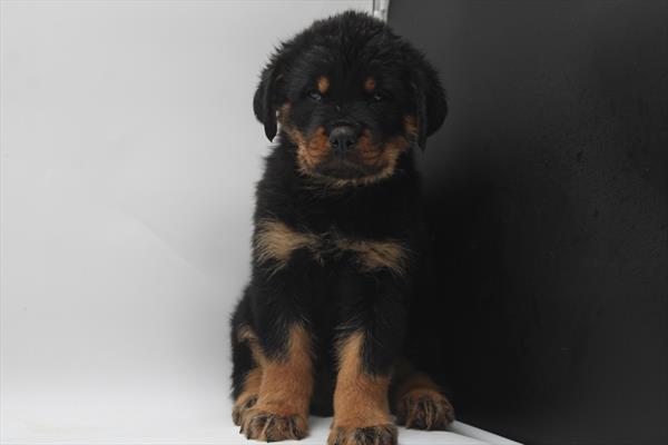 Rottweiler (M) 5158 Image #2