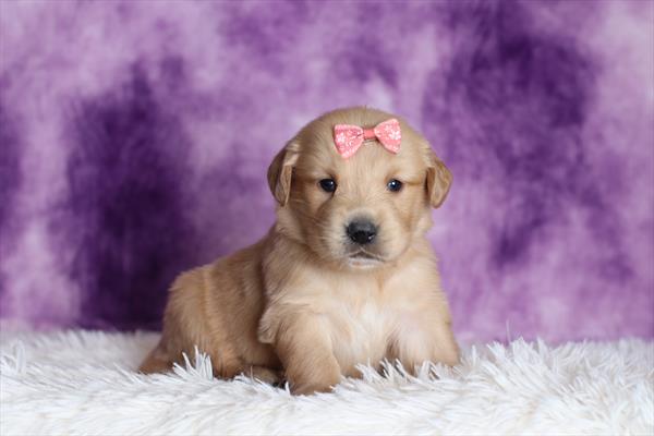 Golden Retriever (F) 5160 Image #2
