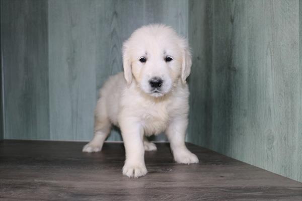 Golden Retriever - 5174 Image #1