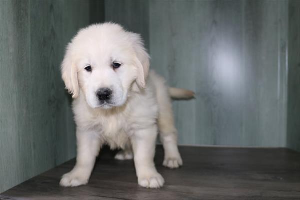 Golden Retriever - 5162 Image #1