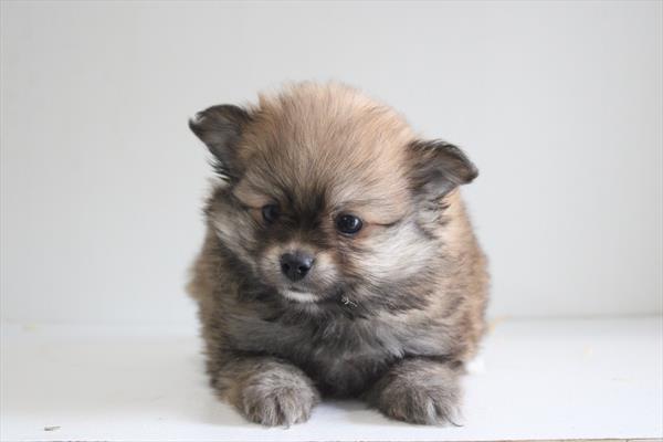 Pomeranian (M) 5211 Image #2