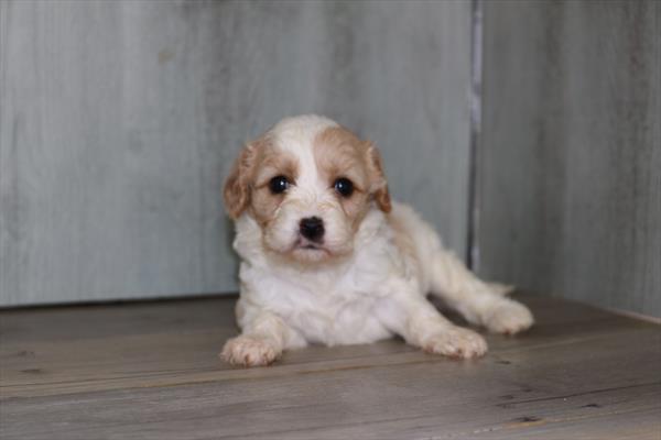 Cavachon (F) 5186 Image #2