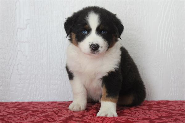 Australian Shepherd (M) 1851 Image #2